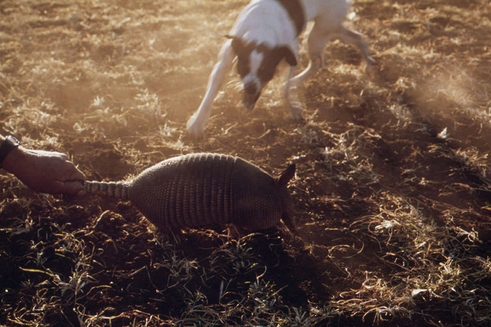 A dog attacks an armadillo on a farm near San Antonio, December 1973. (Marc St. Gil/NARA)