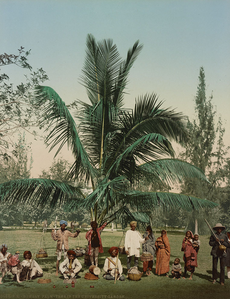 Palm-tree in the university garden, Bombay