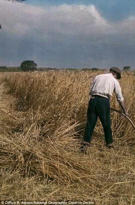 A man mows grain in 1929