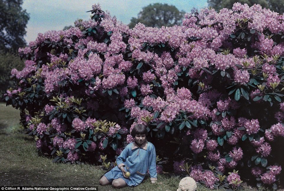 A girl sits in front of the rhododendrons in 1929 at Kew Gardens in south-west London, which was founded in 1840