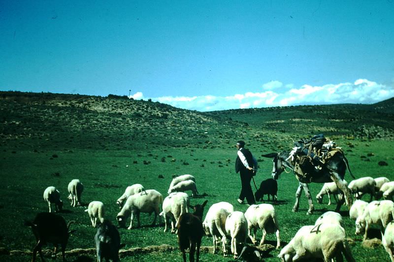 Sheepherder of Aragon near Huesca