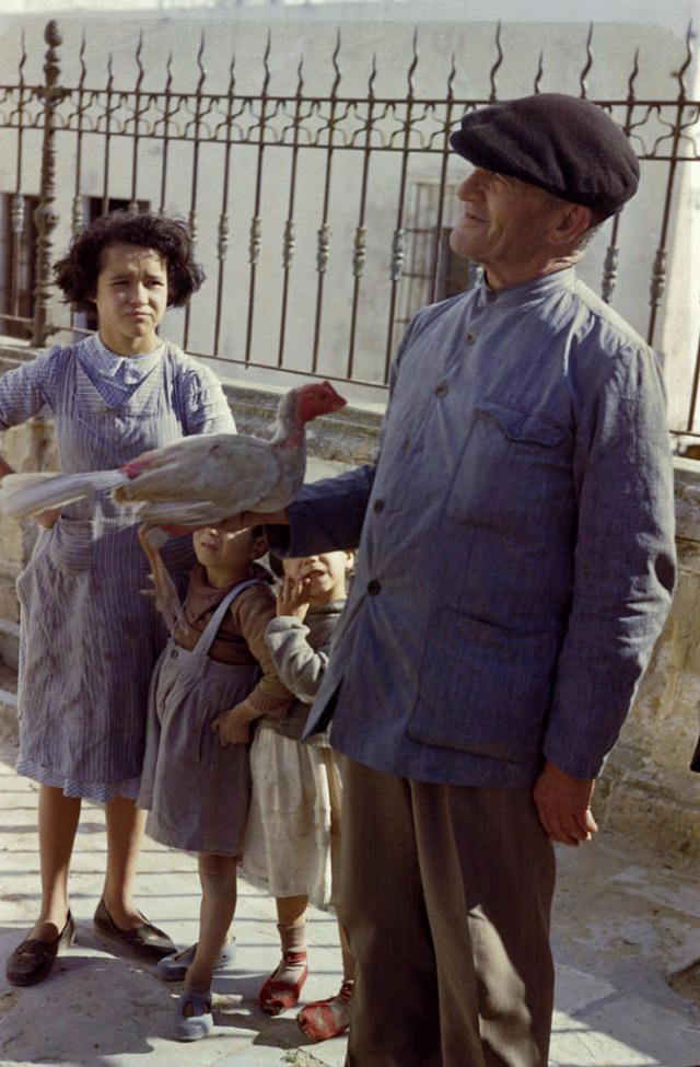 Fighting rooster, San Fernando, 1954