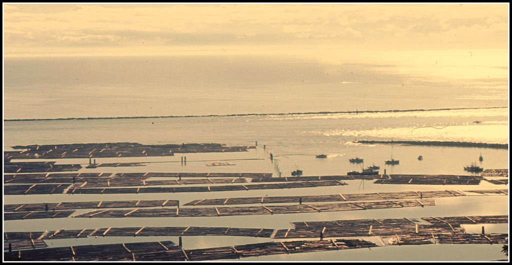 Log boom from West Point Grey, Vancouver, 1961