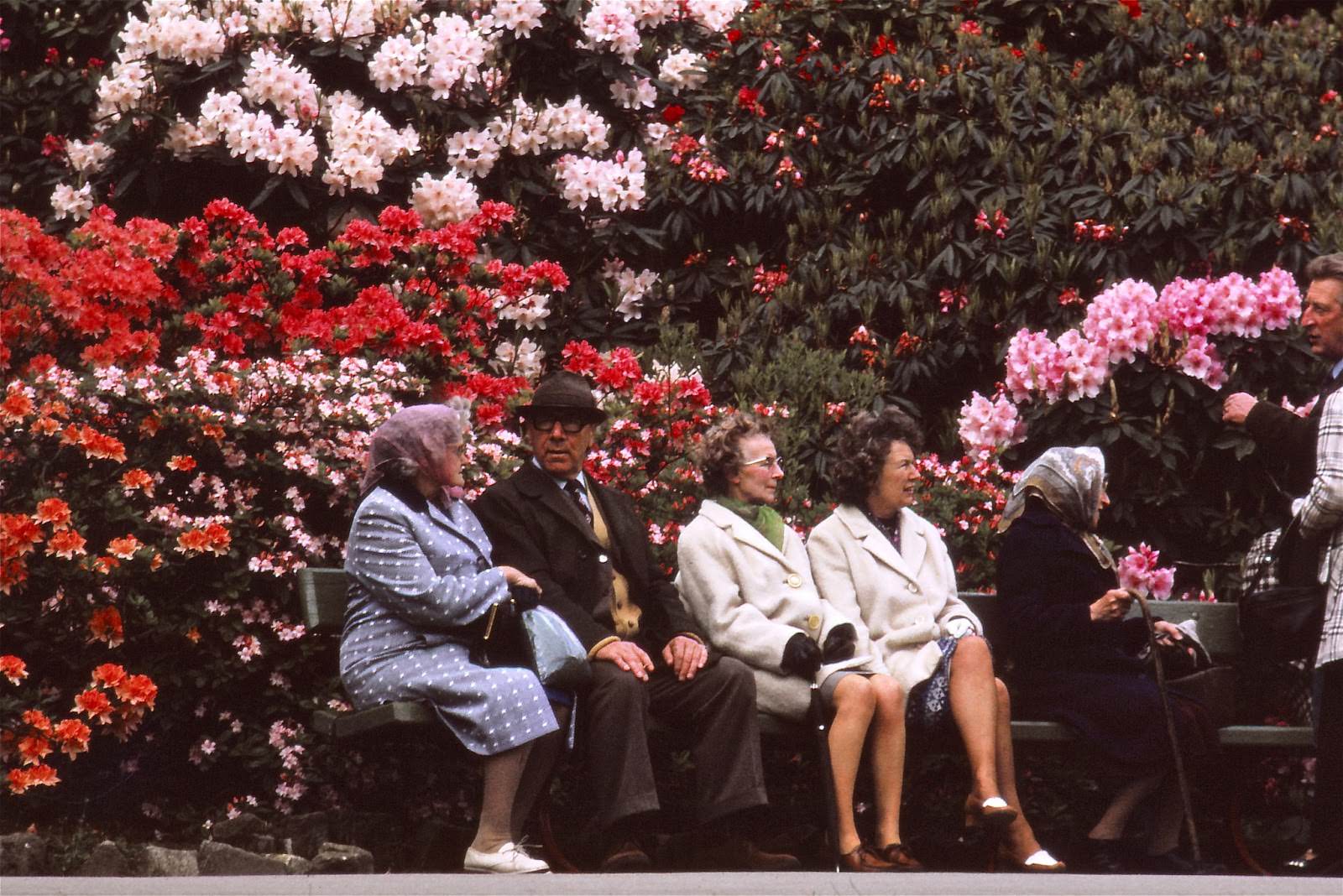 Temple Newsam. Whitsun 1975 - Rhododendron time.