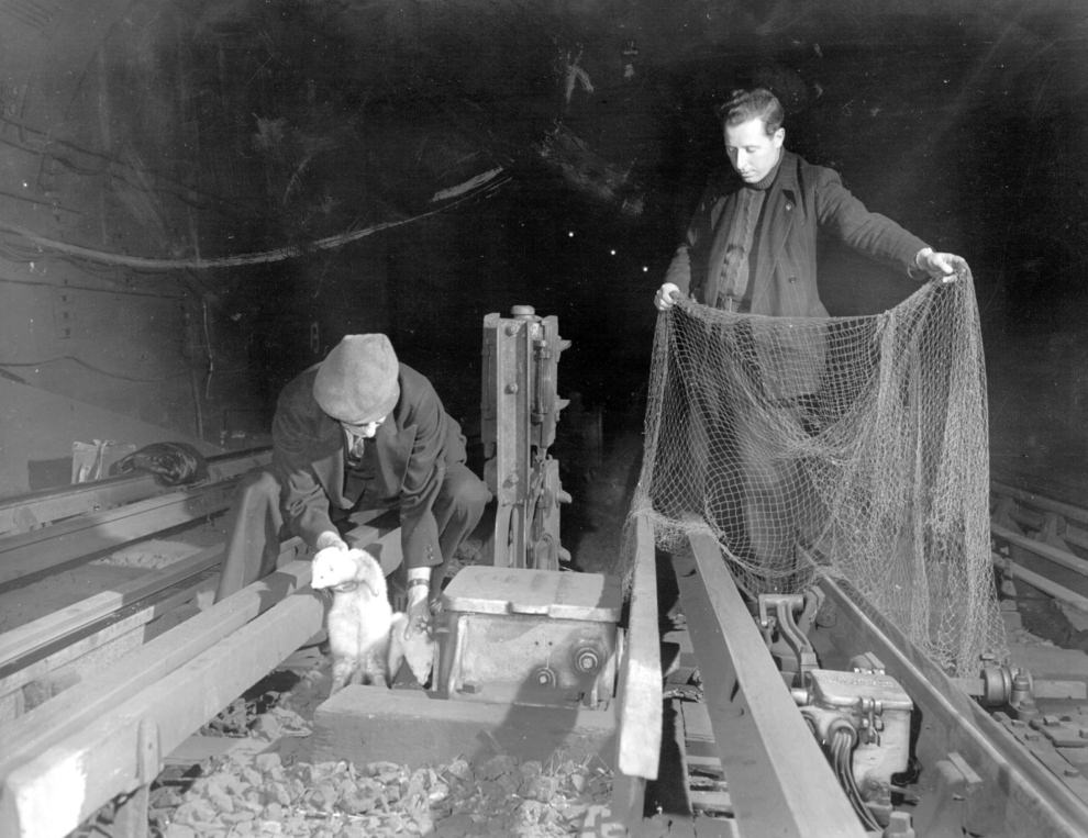 London Underground rat-catchers with their net and ferrets, ca. 1950.