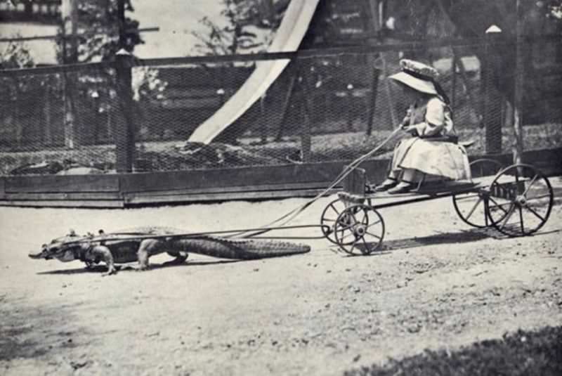 People Casually hanging Out With Alligators In The Past