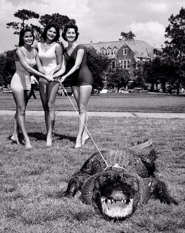 People Casually hanging Out With Alligators In The Past