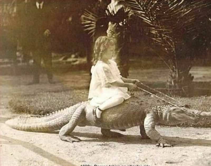 People Casually hanging Out With Alligators In The Past