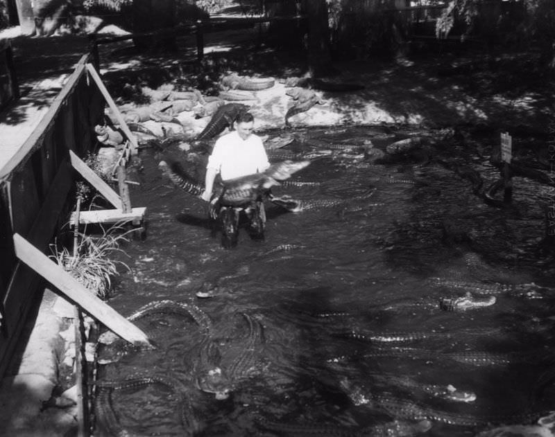 People Casually hanging Out With Alligators In The Past