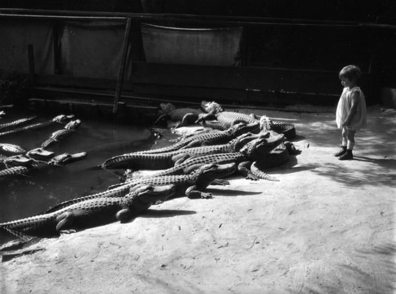 People Casually hanging Out With Alligators In The Past