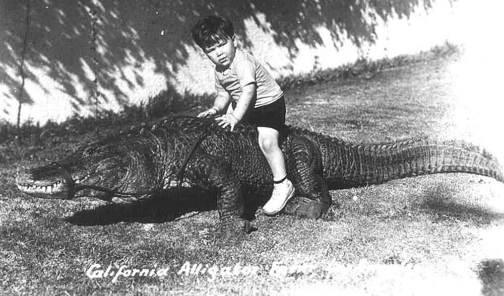 People Casually hanging Out With Alligators In The Past