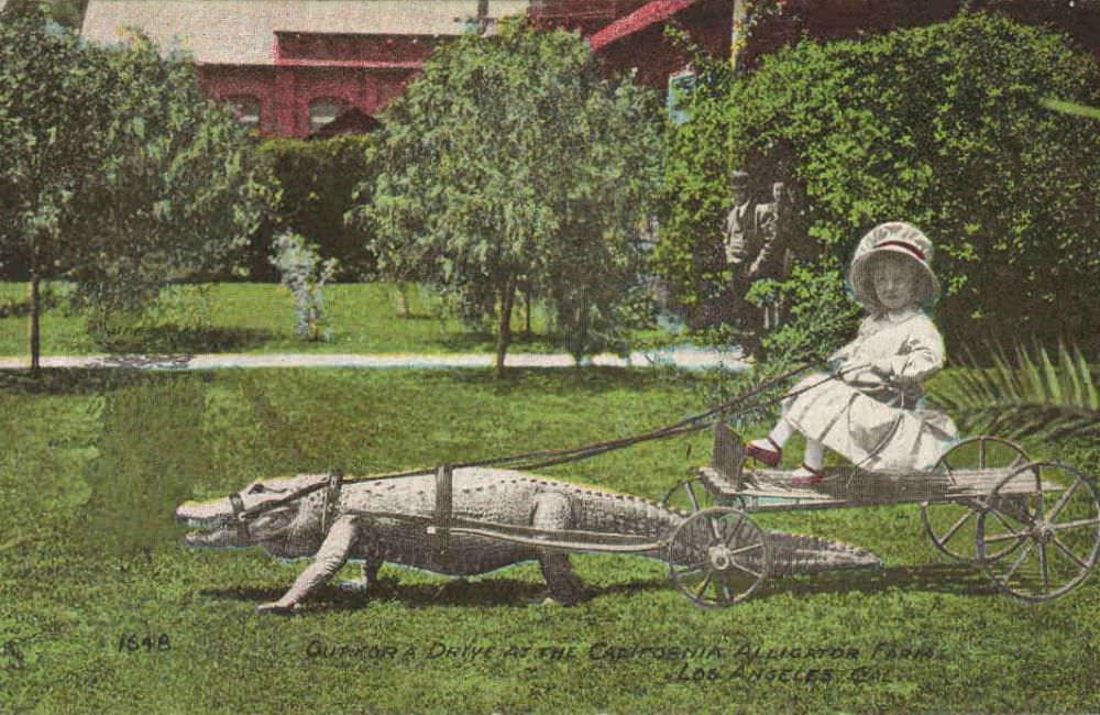 People Casually hanging Out With Alligators In The Past