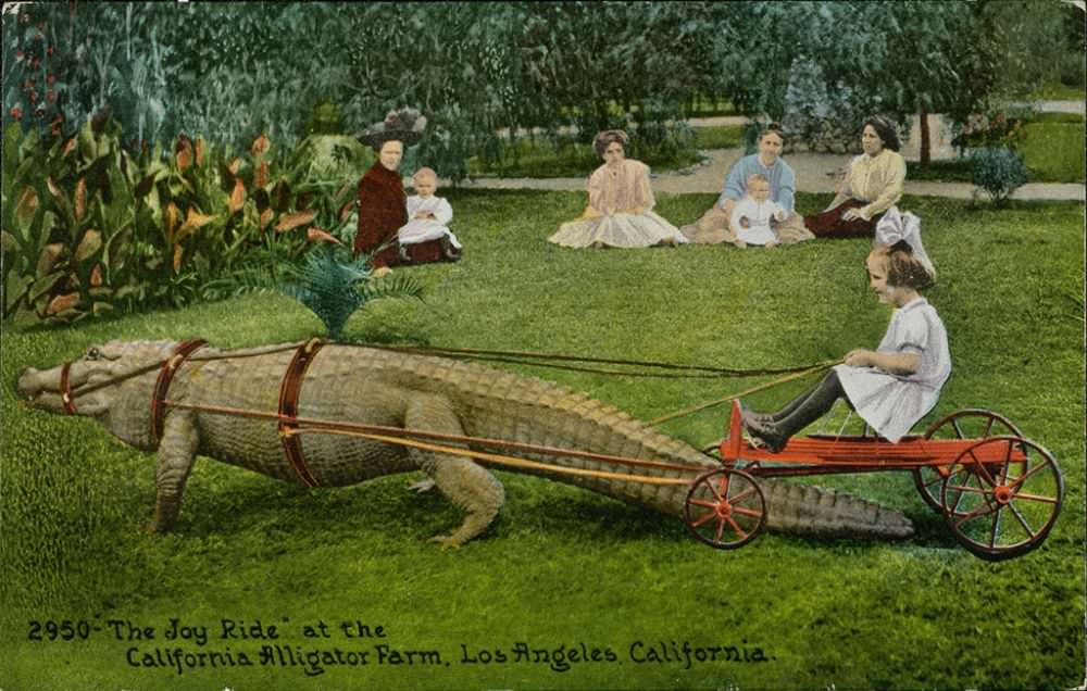 People Casually hanging Out With Alligators In The Past