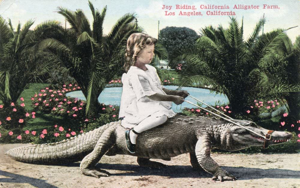 People Casually hanging Out With Alligators In The Past