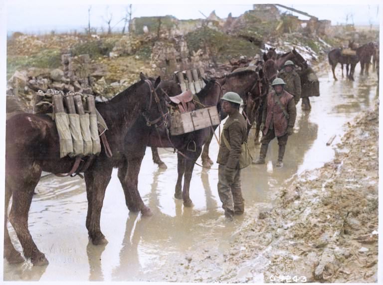 20th Battery Canadian Field Artillery, Neuville St. Vaast, April 1917. The horse are soaking and laden with gear.