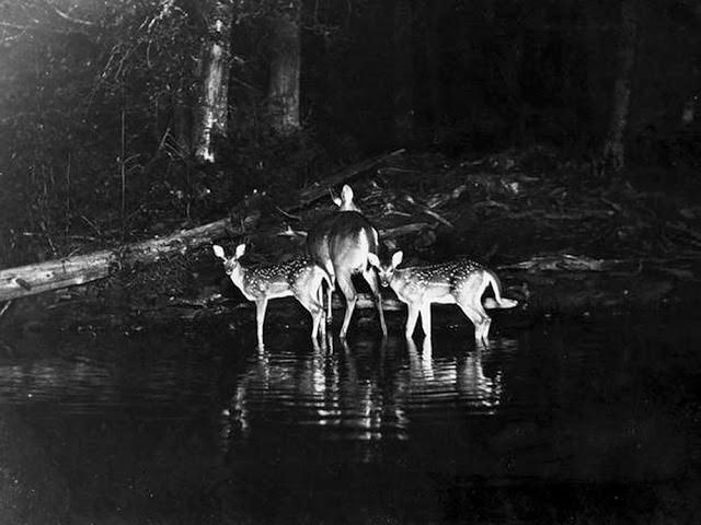 First photograph of animals taken at night by wildlife enthusiast George Shiras, ca. 1906.