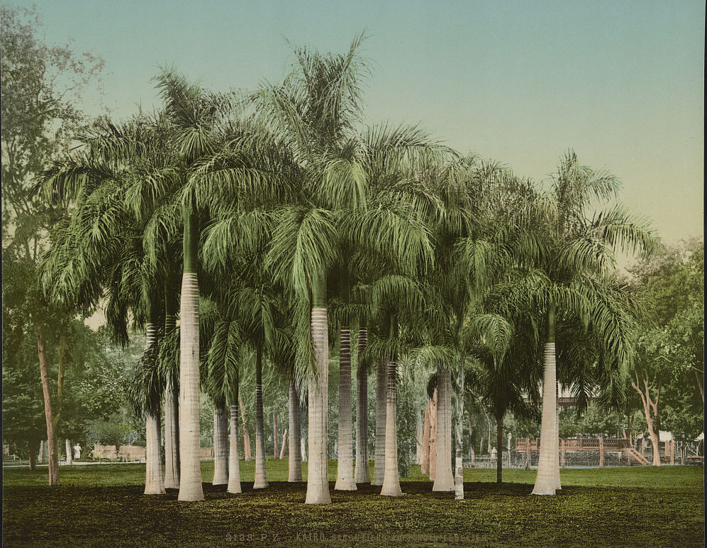 Sago palm trees in the Esbekieh Garden, Cairo, 1890s