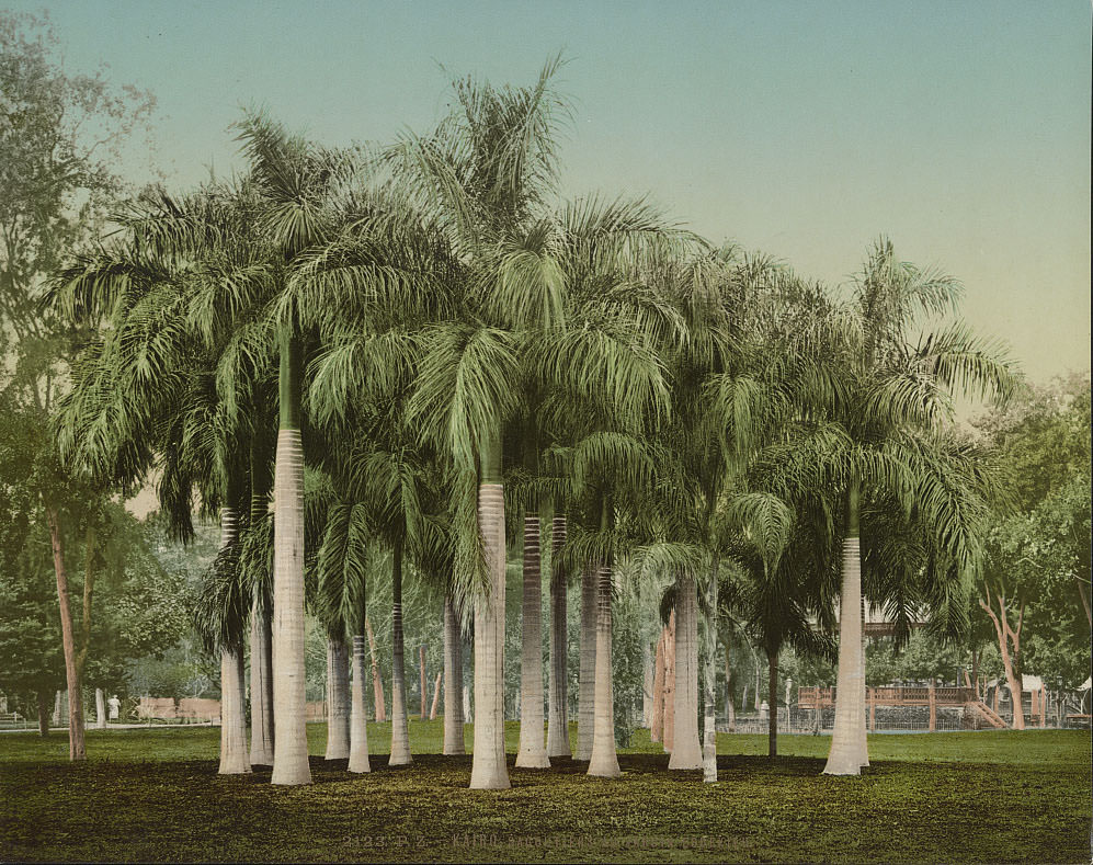 Sago palm trees in the Esbekieh Garden, Cairo, 1890s