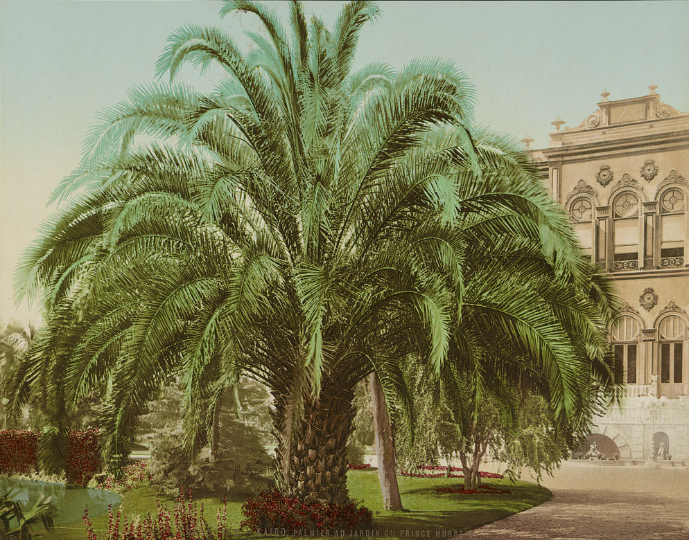 Palm tree in Prince Hussein Garden, Cairo, 1890s