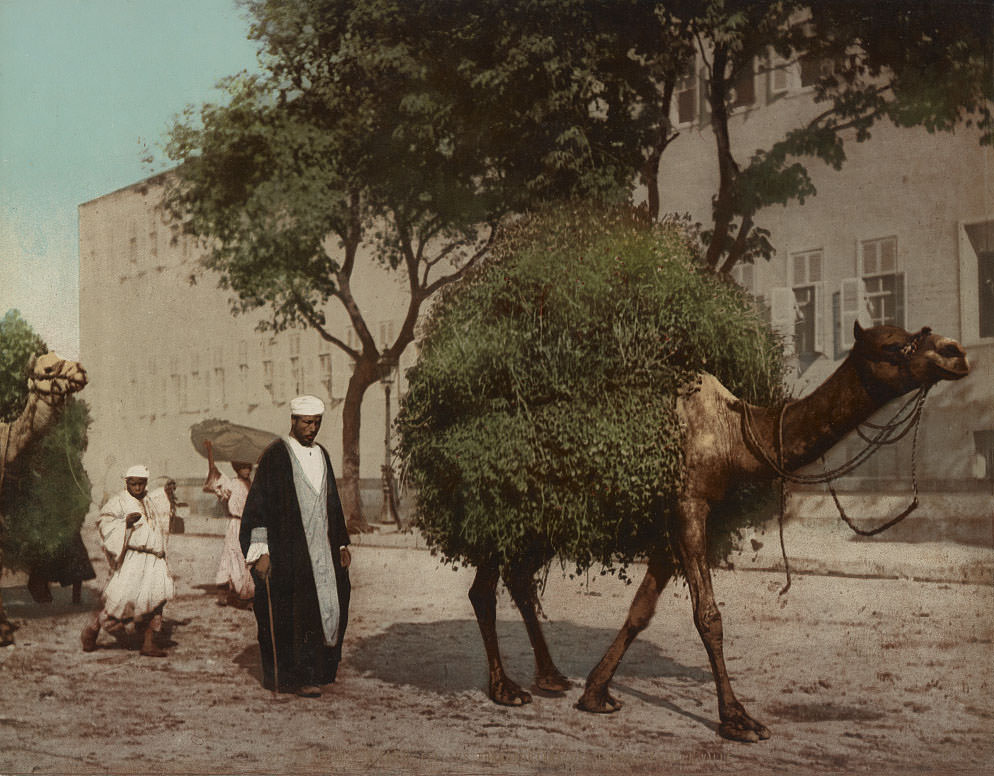 Fellahs carrying fodder to the city, Cairo, 1890s