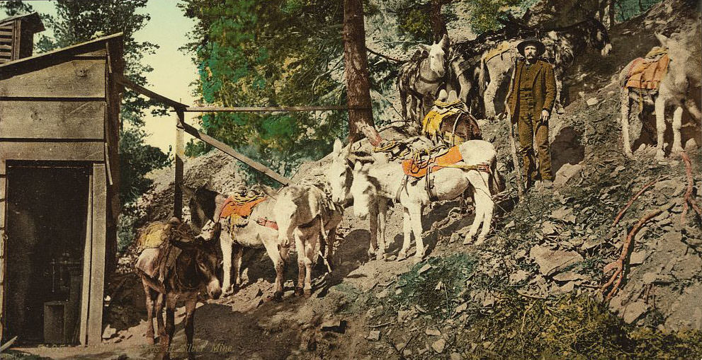 Burros at silver mine, Colorado, 1890s