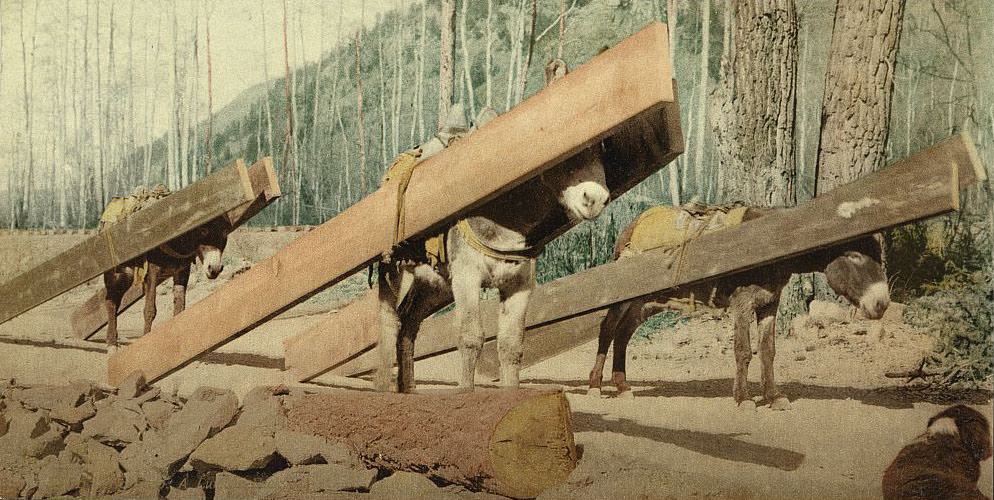 A lumber pack, Colorado, 1890s
