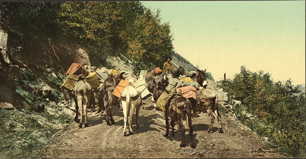 Pack train on mountain road, Colorado, 1890s