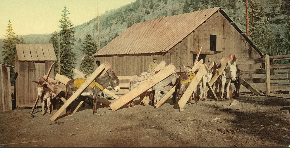 Burros loaded with lumber, Colorado, 1890s