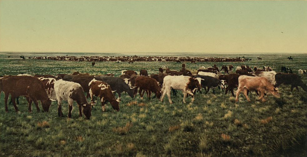 "Round up," bunching the herd, Colorado, 1890s