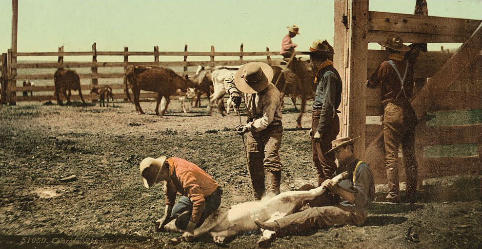 Branding calves, Colorado, 1890s