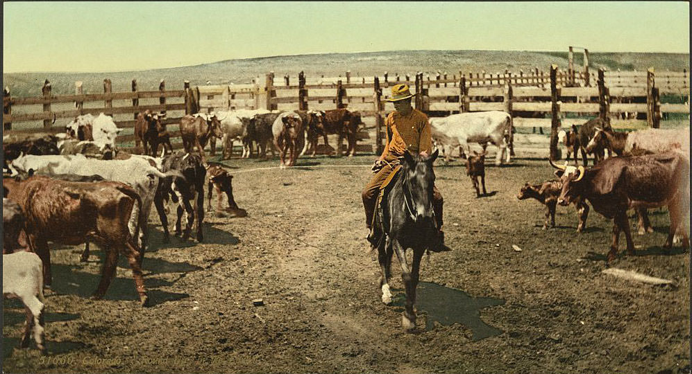 "Round up" in the corral, Colorado Springs, 1890s