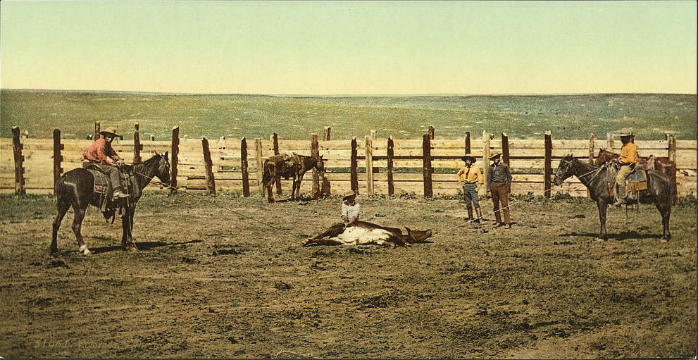 "The round up" roping a steer, Colorado Springs, 1890s