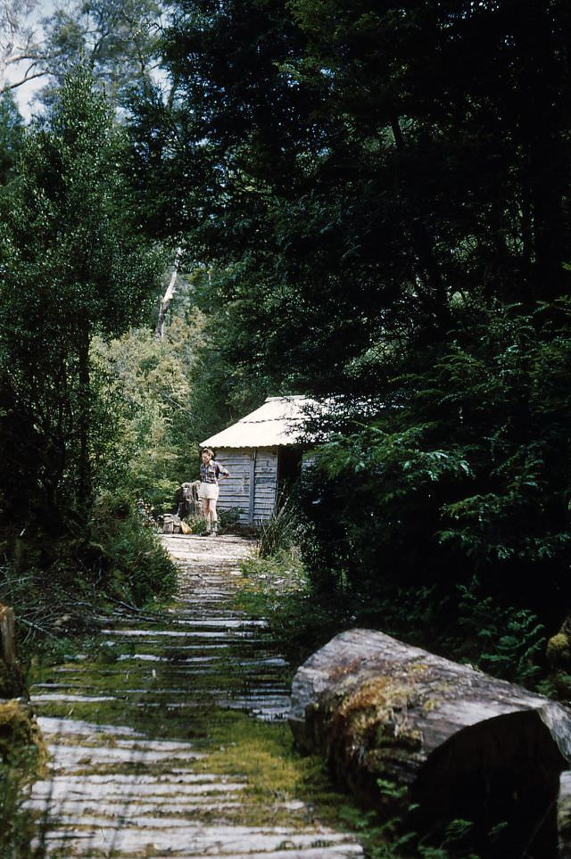 Damper Inn, Tasmania, 1953