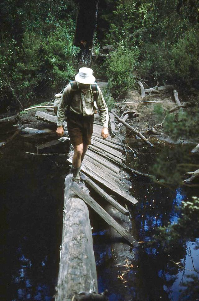 A bridge in Tasmania, 1954