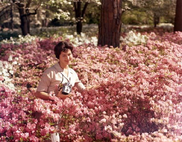 Woman posing in azaleas at Killearn (Maclay) Gardens State Park, Tallahassee, circa 1958