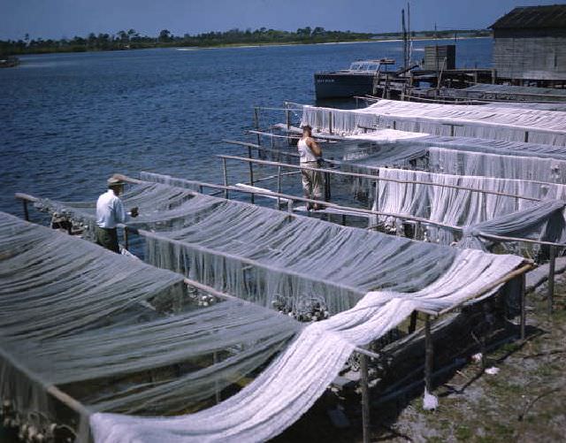 Drying fishing nets near Sarasota, Florida, circa 1950