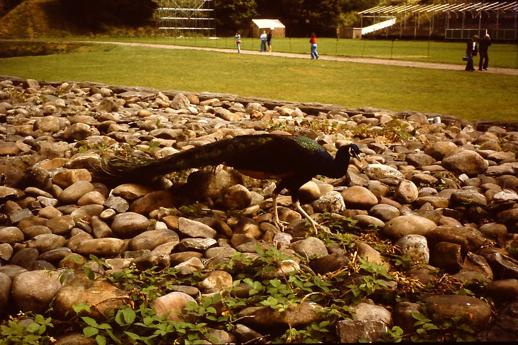 1970s Wales: Dazzling Color Photographs Capturing Streets Scenes And Everyday Life