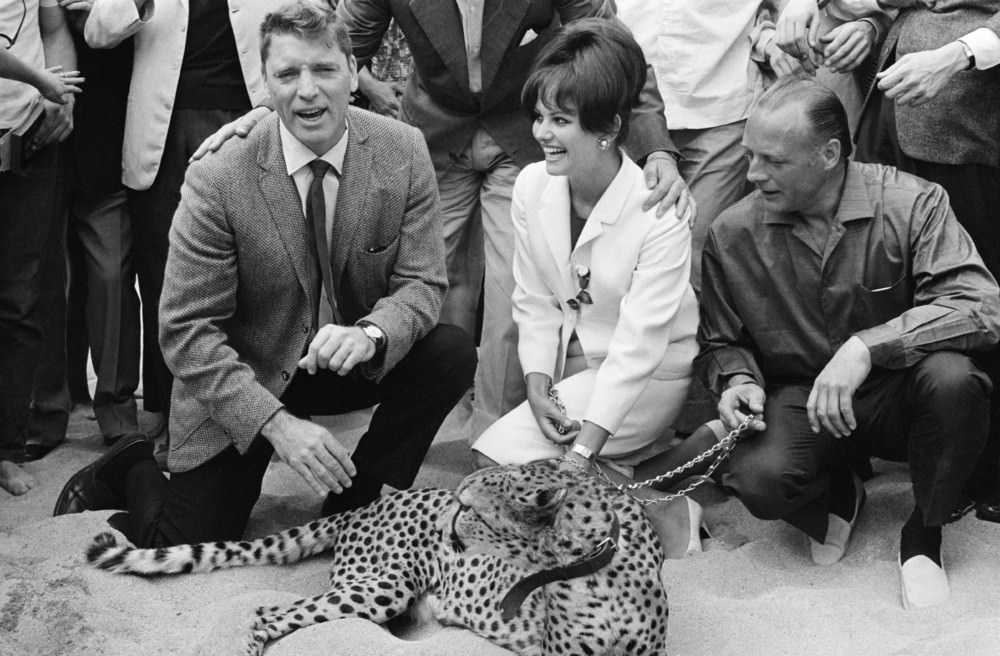 Actors Burt Lancaster and Claudia Cardinale with a real leopard in the Croisette for the presentation of Luchino Visconti's movie “The Leopard” at the XVIth Cannes Film Festival, in Cannes, France, on May 21, 1963.