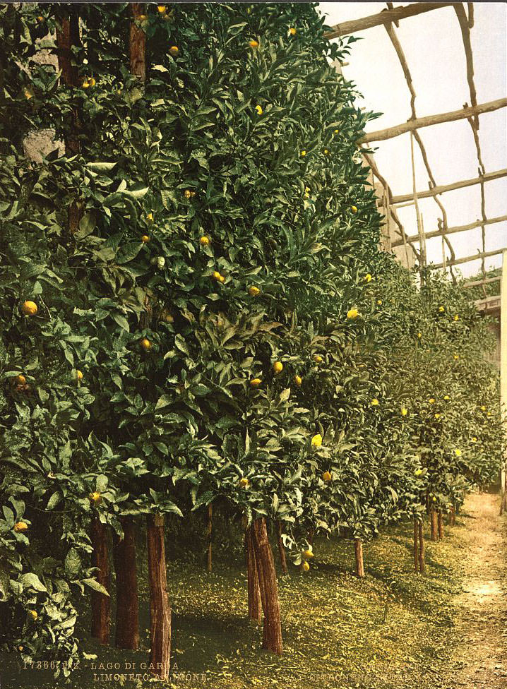 A lemon tree, Limone, Lake Garda