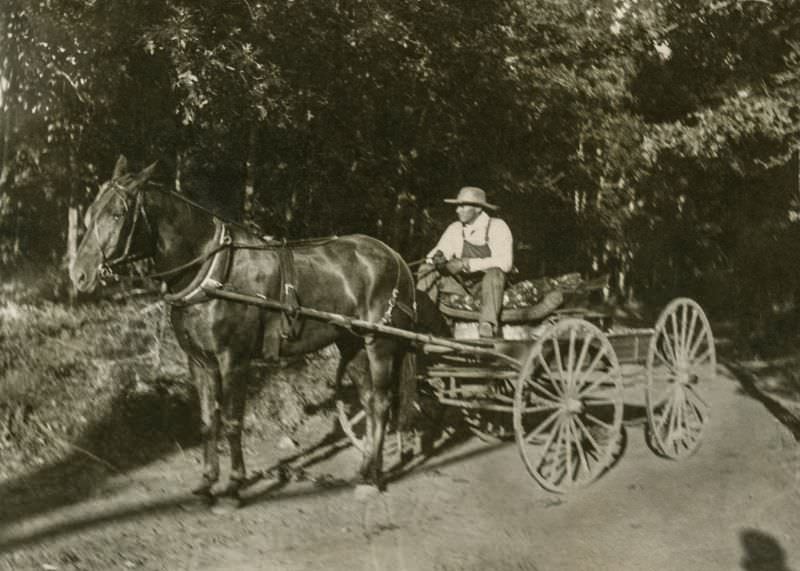 Man in wagon, Greenville, Texas