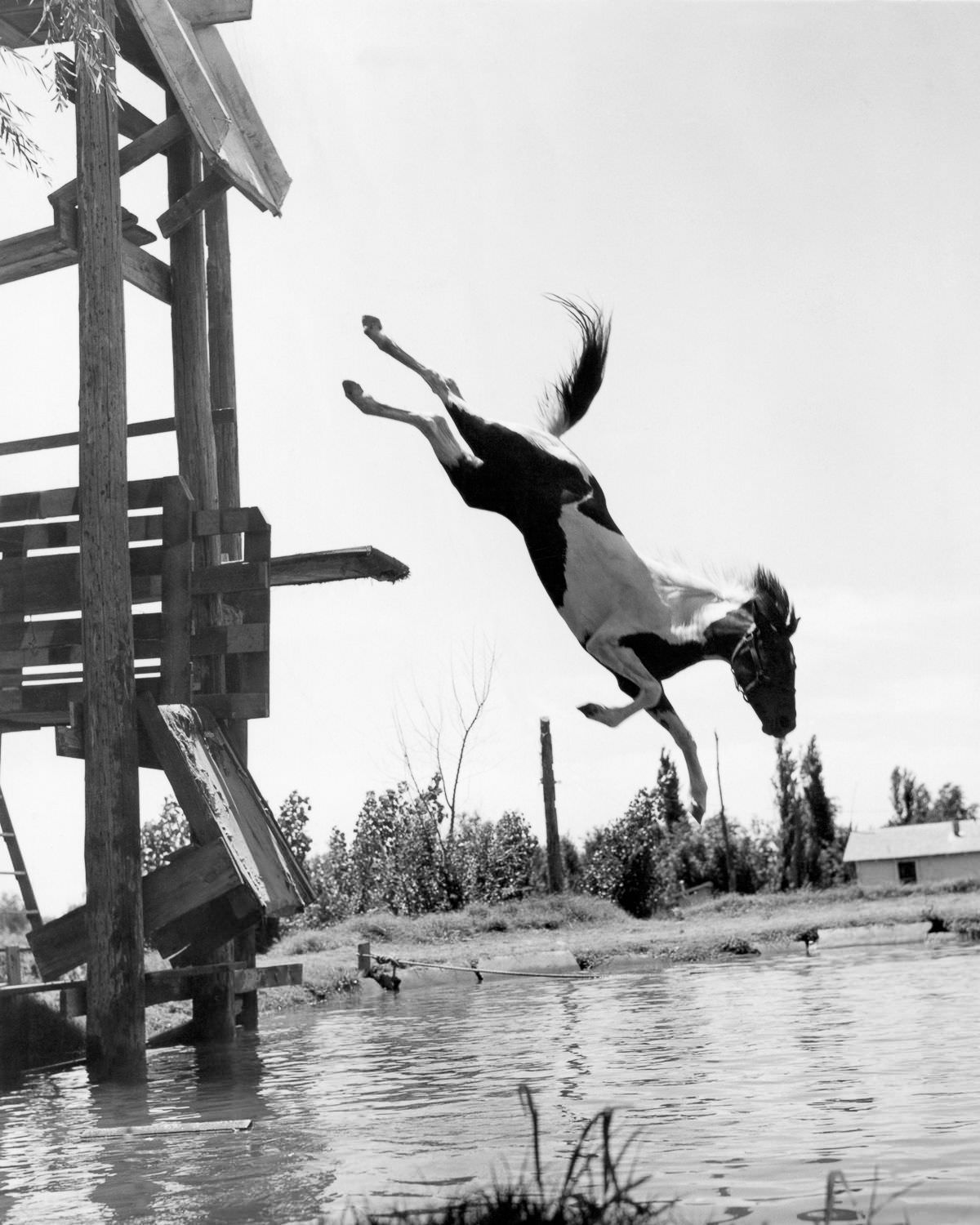 A trained horse dives on a ranch in Plainview, Texas, 1943
