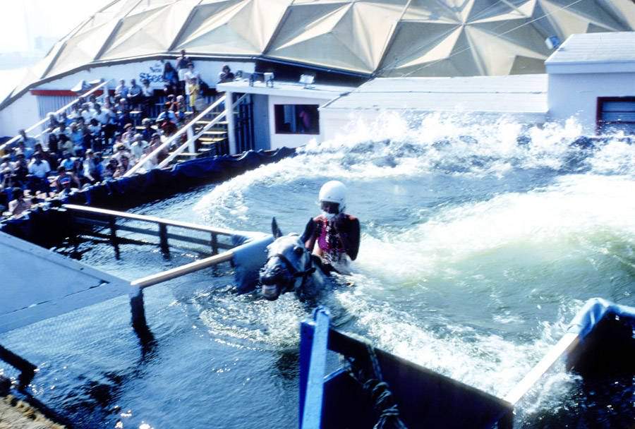 A diver and horse exit the pool as the crowd looks on. 1977.