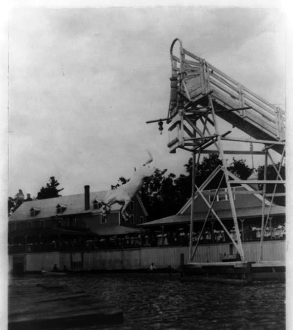 King the horse falls towards the water in this 1909 photo.