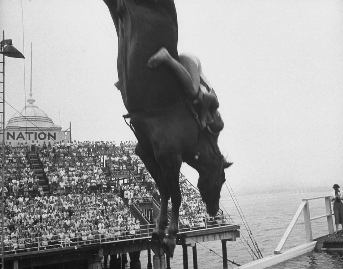 Horse Diving Show: The Most Dangerous And Risky Stunt Show Ever Performed