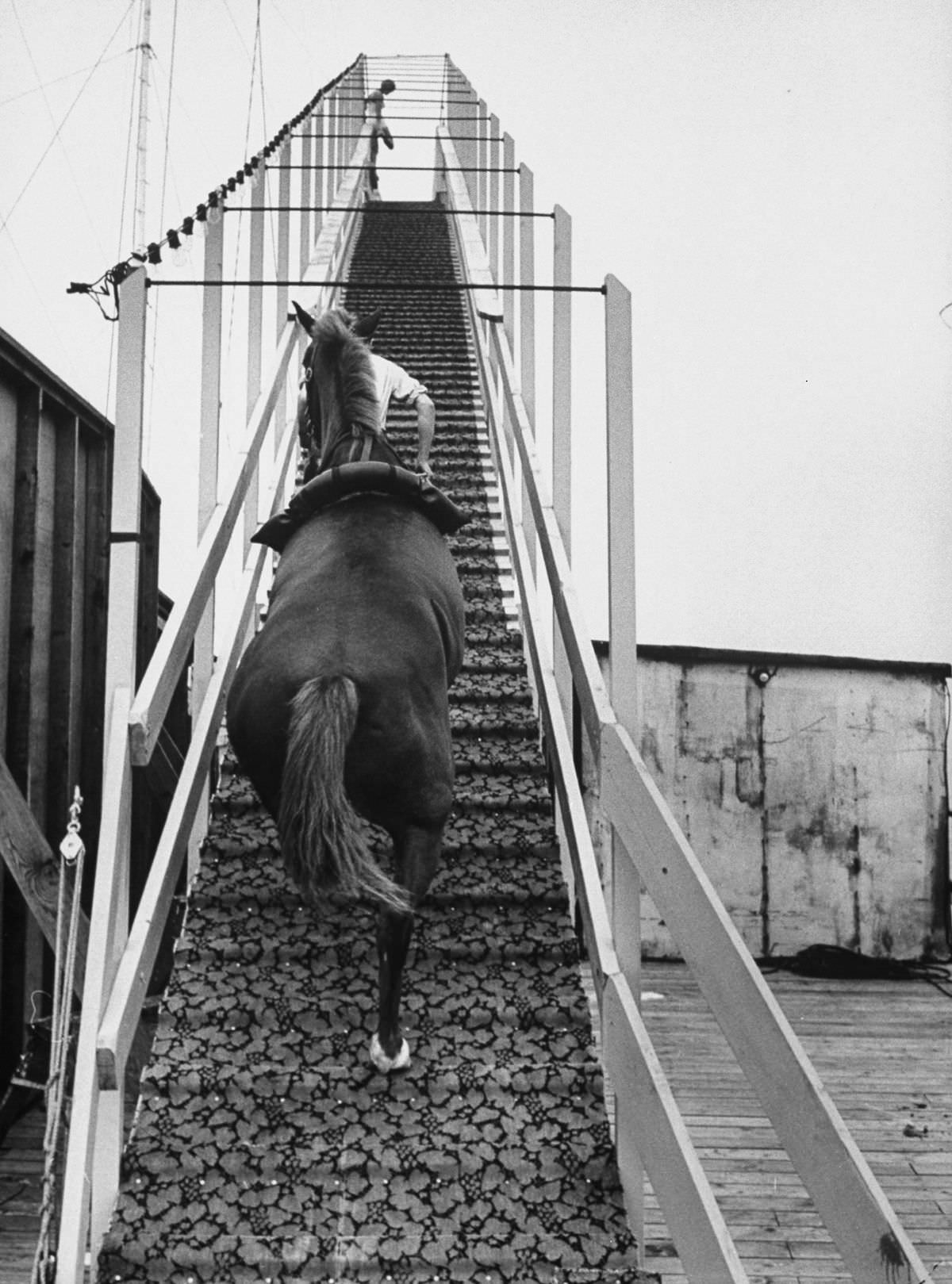 Dimah the horse ascends the 40-foot ramp to the top of the diving platform. 1953.