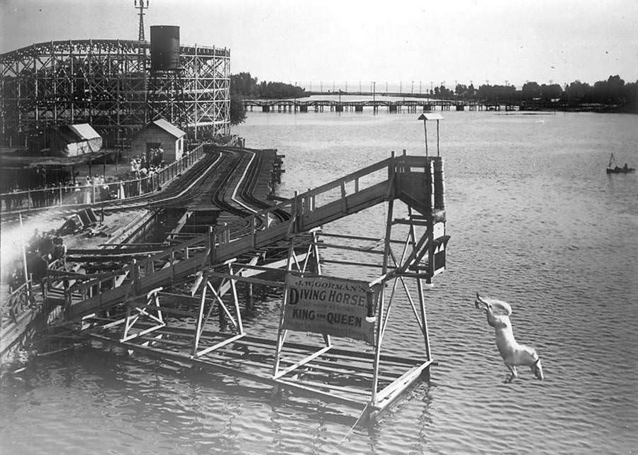 Diving horses were a popular attraction at the Hanlan's Point Amusement Park in Toronto, Canada. 1907