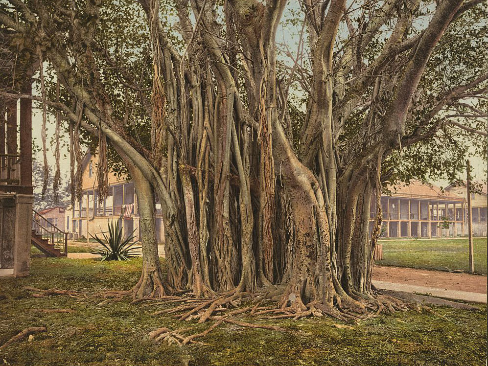 Rubber tree in the U.S. barracks, Key West,1900