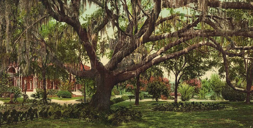 Old oak at Tampa Bay Hotel,1902