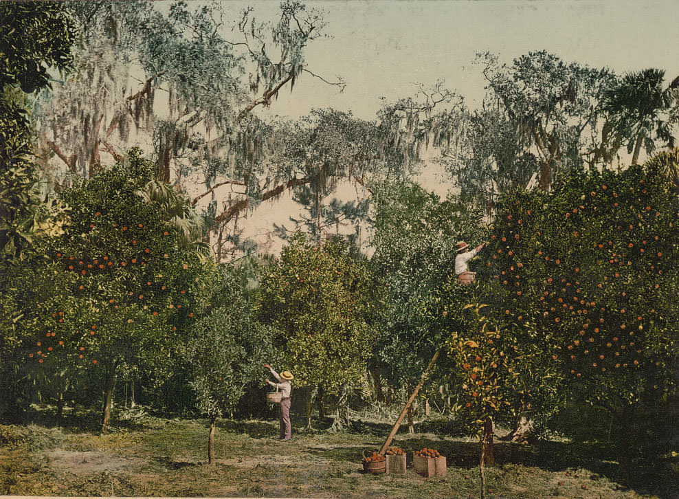 An Indian River Orange Grove, 1898