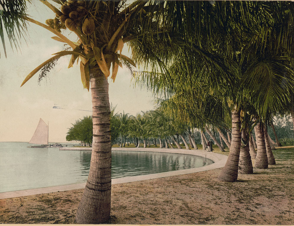 Cocoanut palms, Lake Worth, 1898